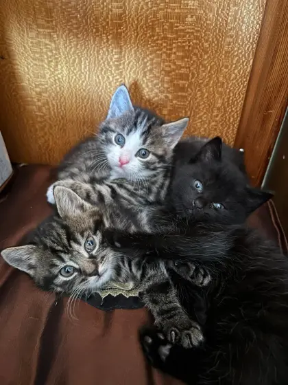 EKH Katzen