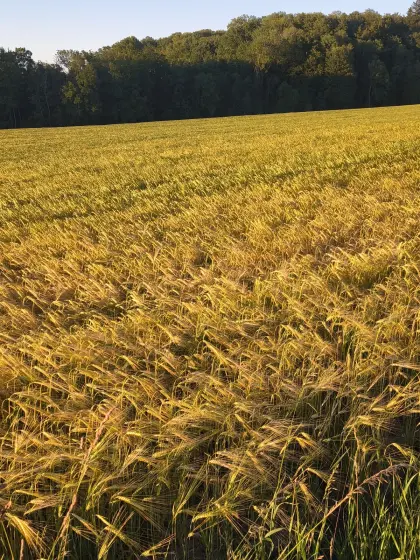 Verkaufe Stroh ab Feld