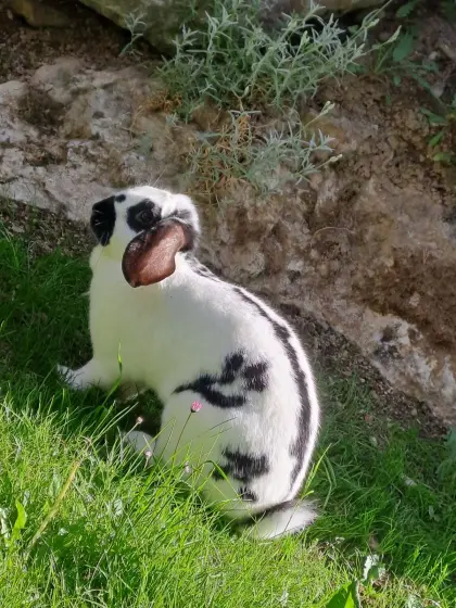 Kaninchen, Hasen zu verkaufen
