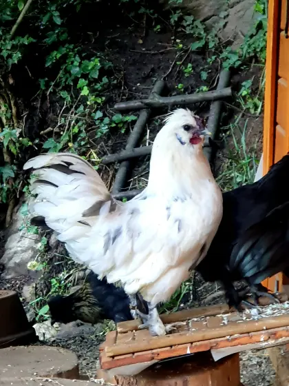 4 wunderschöne Seidenhähne und Seidenhähne-Mixe
