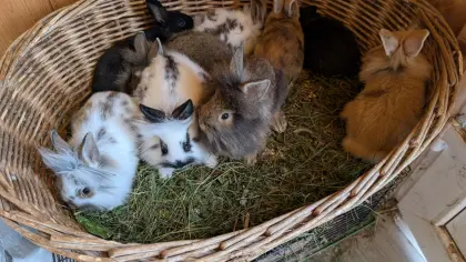 Löwenkopf-Zwergkaninchen in verschiedenen Farben