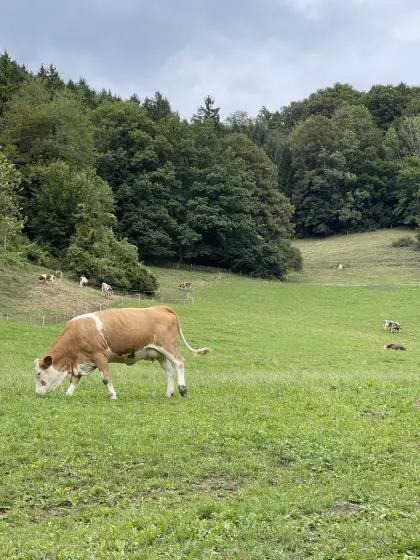 Bio-Heumilch ZZU Nachzucht, Kühe, Kalbinnen