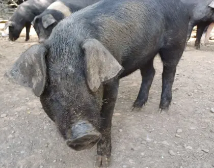 Ferkel