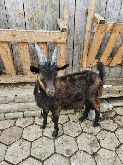 Aosta Bockkitz