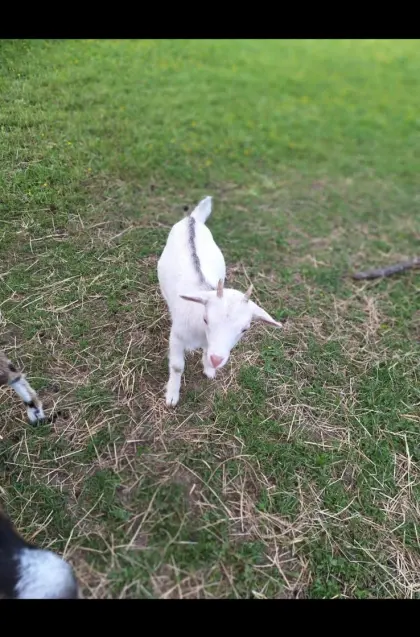 Mini-Zwergziegenkitze zu verkaufen
