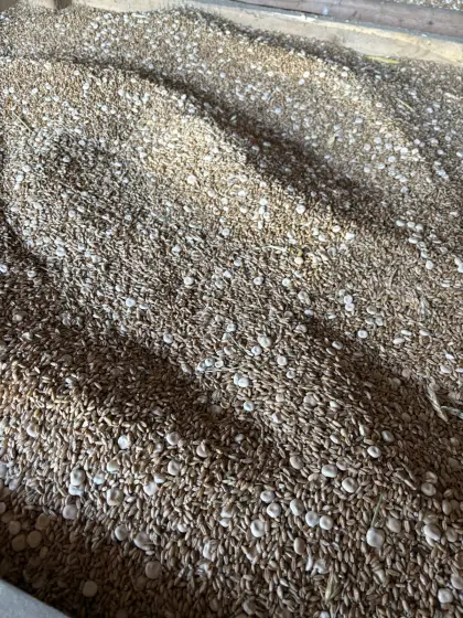 Lupinen-, Weizen-, Triticale-Gemisch