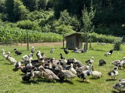 Junge Landenten, Enten, Schneckenenten