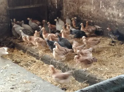 Jungtiere Sulmtaler, Perlhuhn