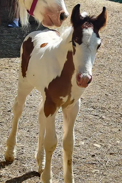 Tinker-Fohlen, Hengst