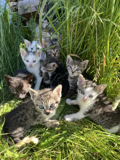 Katzenbabys