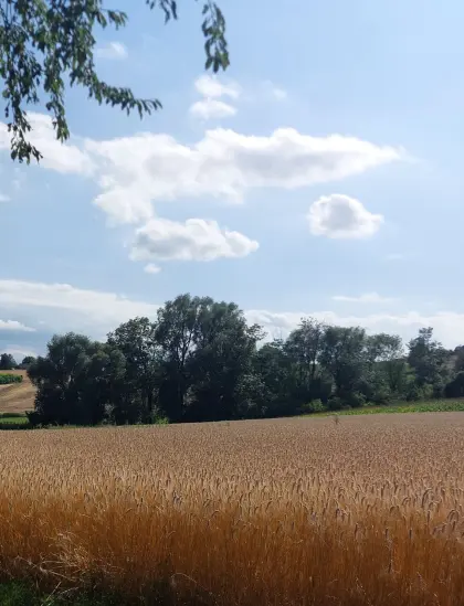 Suche Stroh ab Feld zum selber Pressen