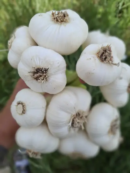 Frischer Knoblauch