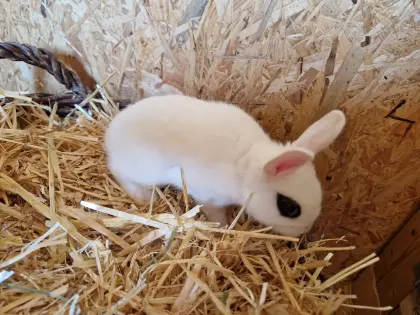 Farbzwerg Hotot