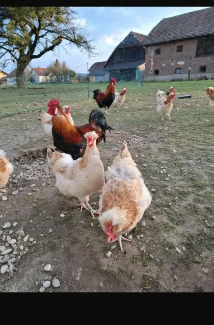 Sulmtaler Hühner