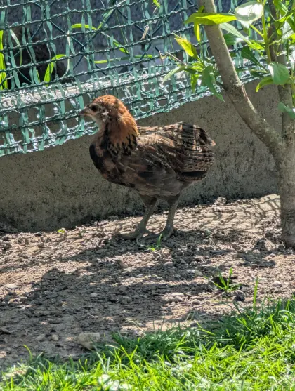 Zwerg-Araucana-Hähne
