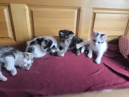 Katzenbabys