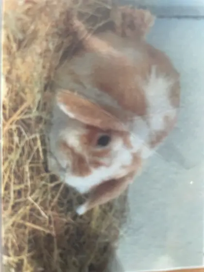 Zwergkaninchen Widder, männlich, kastriert