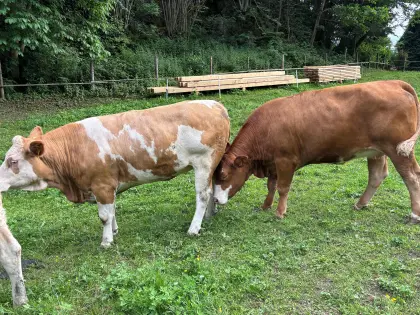 Fleckvieh-Kalbinnen
