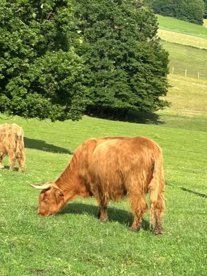 Hochlandrind-Kuh mit Kalb