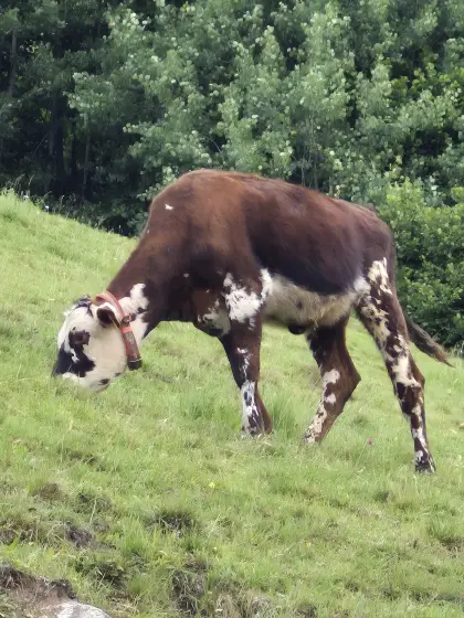 Normande-Kalb und Normande-Kreuzungskalb