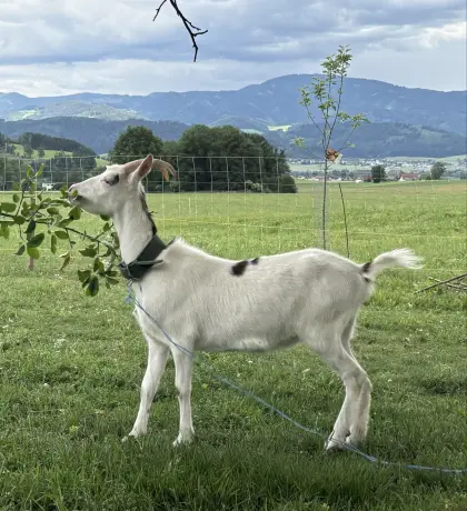 Steirerschecken-Ziegen