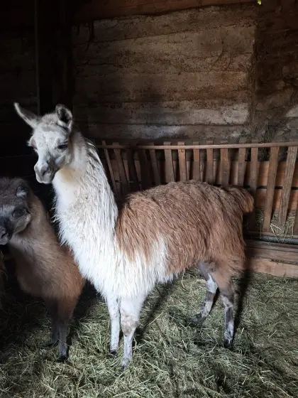 Lama Hengst und/oder Weibchen zu verkaufen