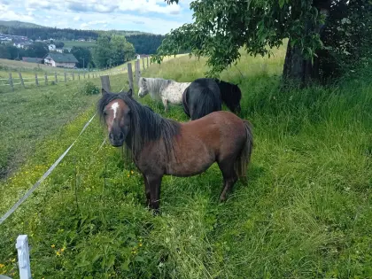 Minipony-Stute mit Papier