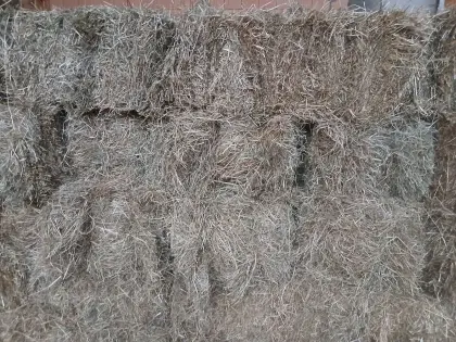 Heu 1. Schnitt, Heuballen, Heubündel
