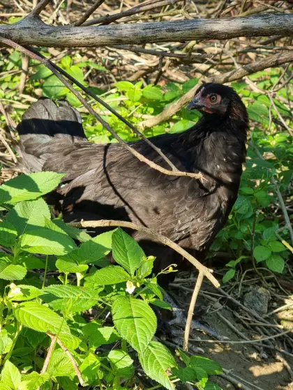 Marans-Junghennen