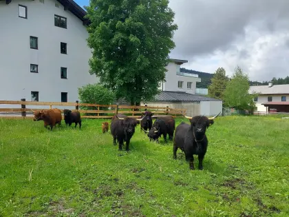 Verkaufe Hochlandrinder