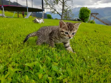 Schöne Katzenbabys