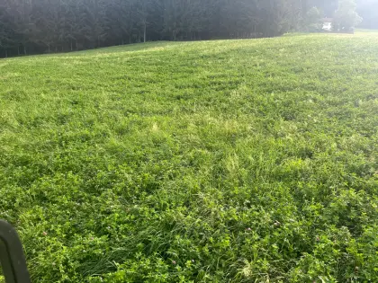 Silageballen