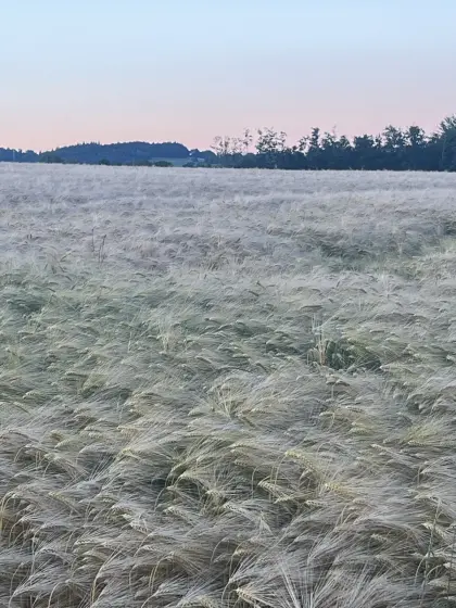 Verkaufe Wintergerstenstroh
