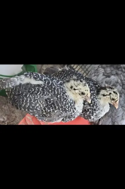 Ostfriesische Möwen
