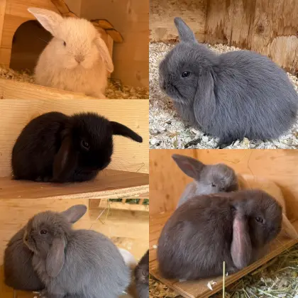 Neue Mini Lop Kaninchen