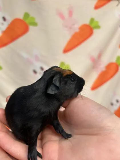 Meerschweinchenbabys