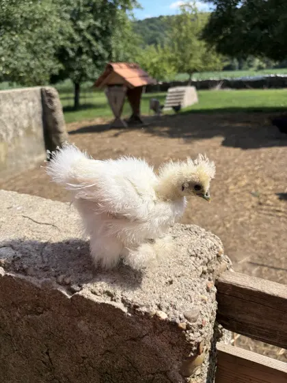 Seidenhühner-Küken zu verkaufen.