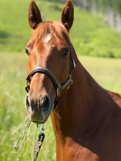 Quarter-Horse-Stute „Jac’s Princess“ zu verkaufen