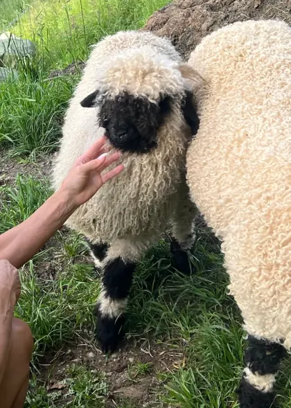 Walliser Schwarznasenschaf-Widder