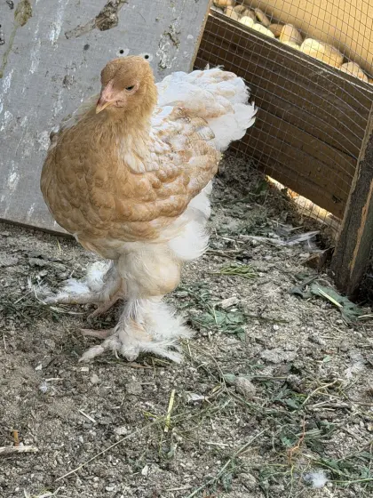 Brahma