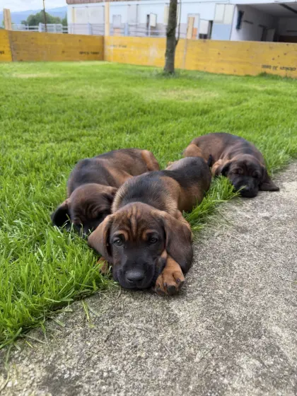 Bayerische Gebirgsschweißhunde Welpen