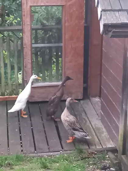 2 junge Laufenten suchen einen neuen Schneckengarten