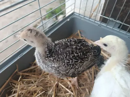 Putenküken