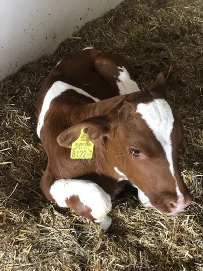 Red Holstein Stierkalb