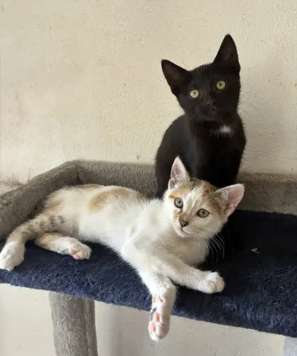 Katzenbabys (weiblich)