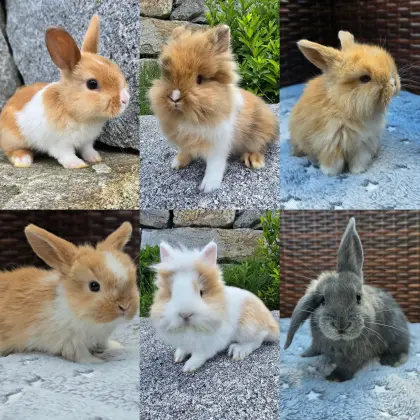 Löwenkopfzwerge und Mini Lop Zwergwidder