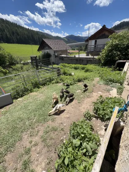 Laufenten