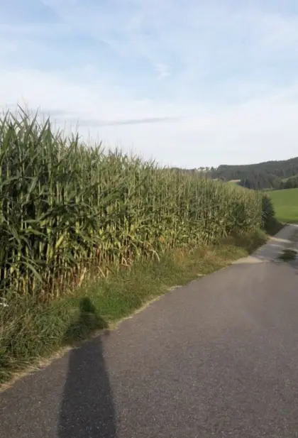 Verkaufe Silomaisballen