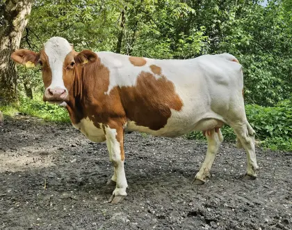 Verkaufe BIO Fleckvieh Milchkuh