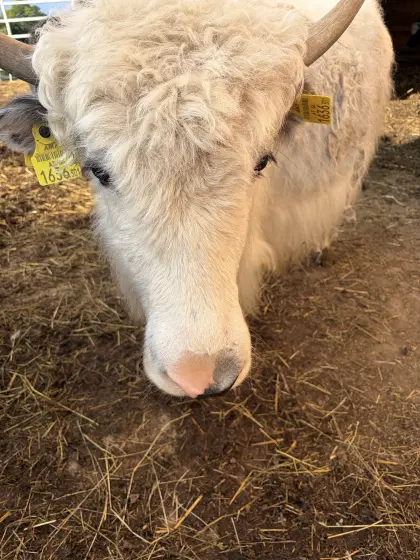 Yak-Kalb